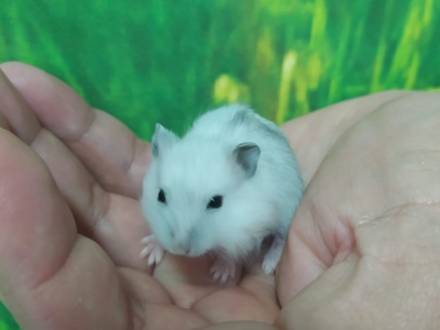 HAMSTER CHINES 